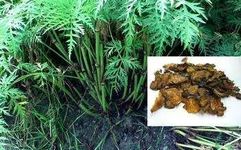 Chuanxiong Rhizoma: A Comprehensive Overview