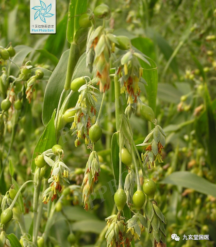 Traditional Chinese Medicine: Coix Seed and Coix Root