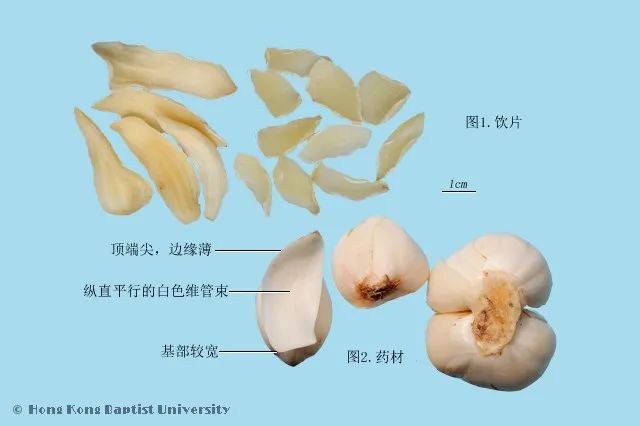 Understanding Yin Deficiency Constitution in Traditional Chinese Medicine