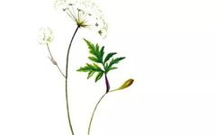 The Efficacy and Functions of Chuanxiong (Rhizoma Chuanxiong)