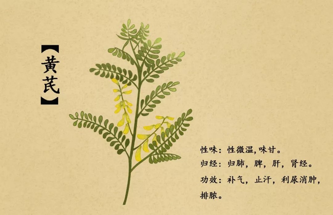 Astragalus: A Treasure for Health, Nourishing Qi and Strengthening the Body!