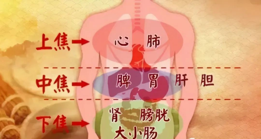 Traditional Chinese Medicine: How to Address Both Heat and Cold Symptoms? TCM Teaches You to Nourish and Regulate Qi to Balance Cold and Heat