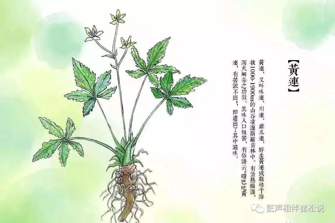 The Efficacy and Functions of Huang Lian (Coptis Rhizoma)