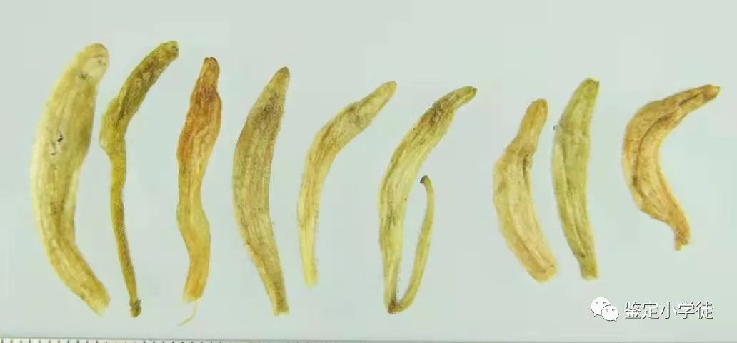 Daily Herb: Honeysuckle (Jin Yin Hua)