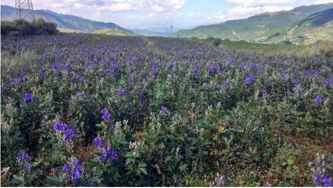 Exploring the Dosage of Aconite: Is It Truly Highly Toxic?