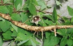 The Efficacy and Uses of Dang Shen (Codonopsis pilosula)