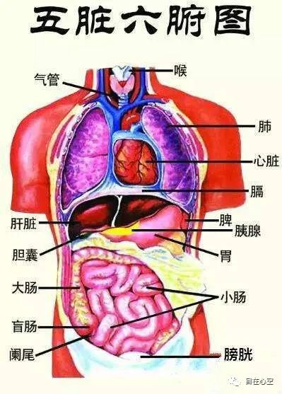 The Relationship Between the Five Organs, Six Bowels, and Twelve Meridians