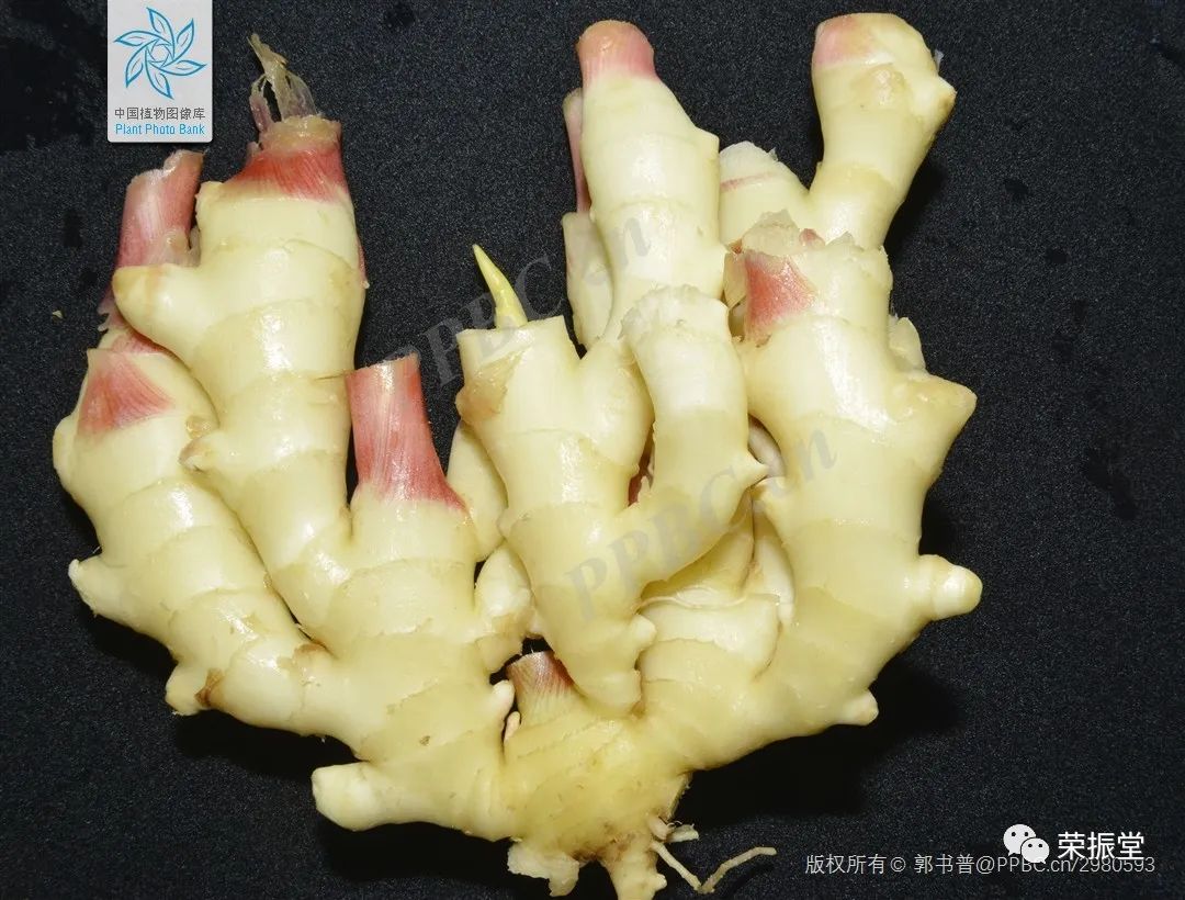 A Detailed Discussion on Chinese Medicine | Dried Ginger