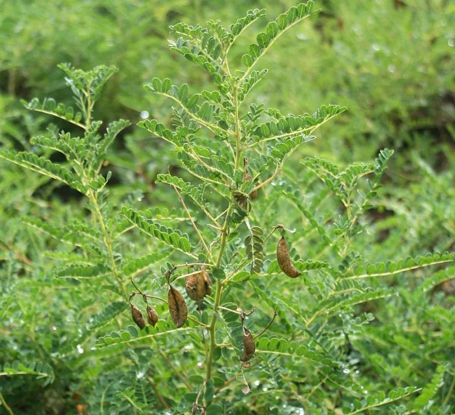 Traditional Chinese Medicine Overview - Astragalus