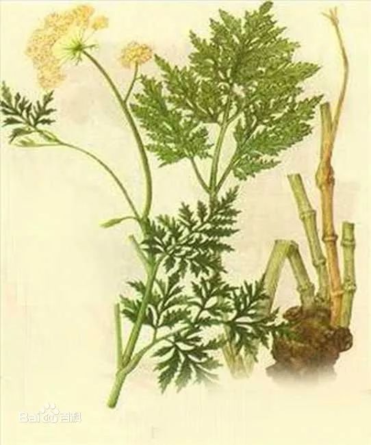 A Detailed Discussion on Traditional Chinese Medicine: Chuanxiong (Ligusticum chuanxiong)