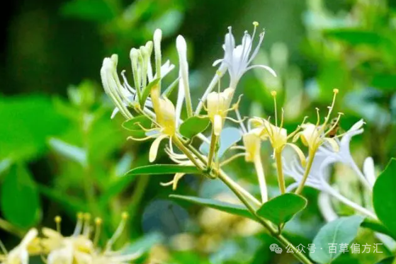 The Four Benefits and Functions of Jin Yin Hua (Honeysuckle)