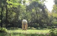 Simple and Easy to Learn! Illustrated Guide to the Twelve Movements of the Ancient Yi Jin Jing (Includes Video)