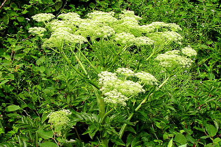 Angelica Sinensis: The 'King of Herbs' and the 'Top Blood Nourishing Herb'!