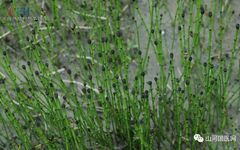 Bencao Gangmu: Mù Zéi (Equisetum) Overview and Applications