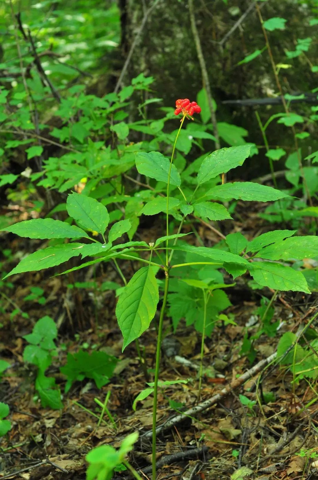 Daily Learning of a Chinese Herb: Ginseng