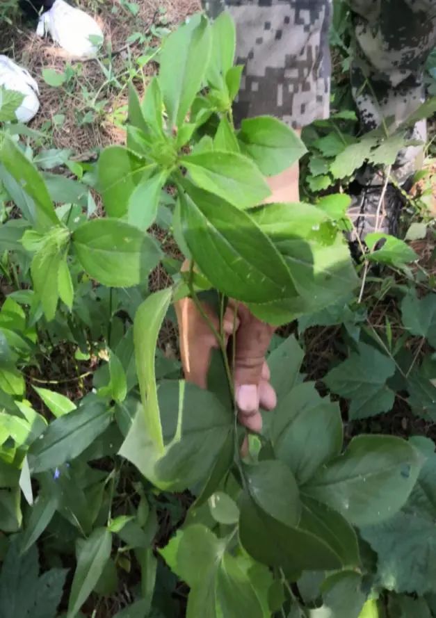 Daily Herb 182: Atractylodes - The Sacred Herb for Drying Dampness and Strengthening the Spleen