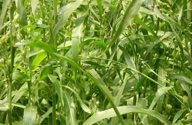 The Efficacy and Functions of Coix Seed (Yi Yi Ren)