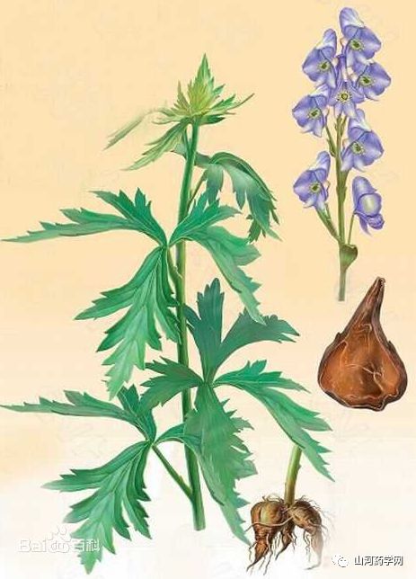 Traditional Chinese Medicine: Chuanxiong (Ligusticum Chuanxiong)