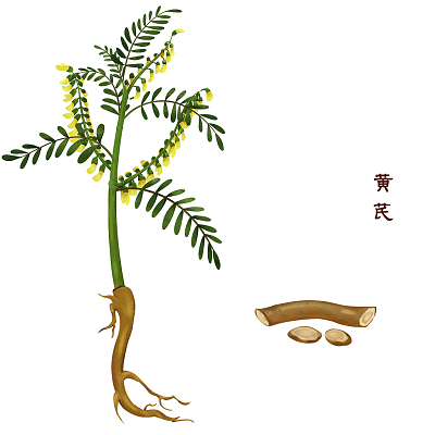 Astragalus: The Herb of Vitality