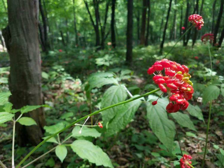 The Encounter with Materia Medica