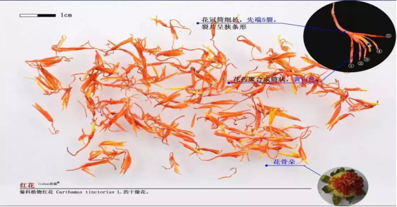 The Pharmacological Comparison of Honghua (Safflower) and Xihonghua (Saffron)