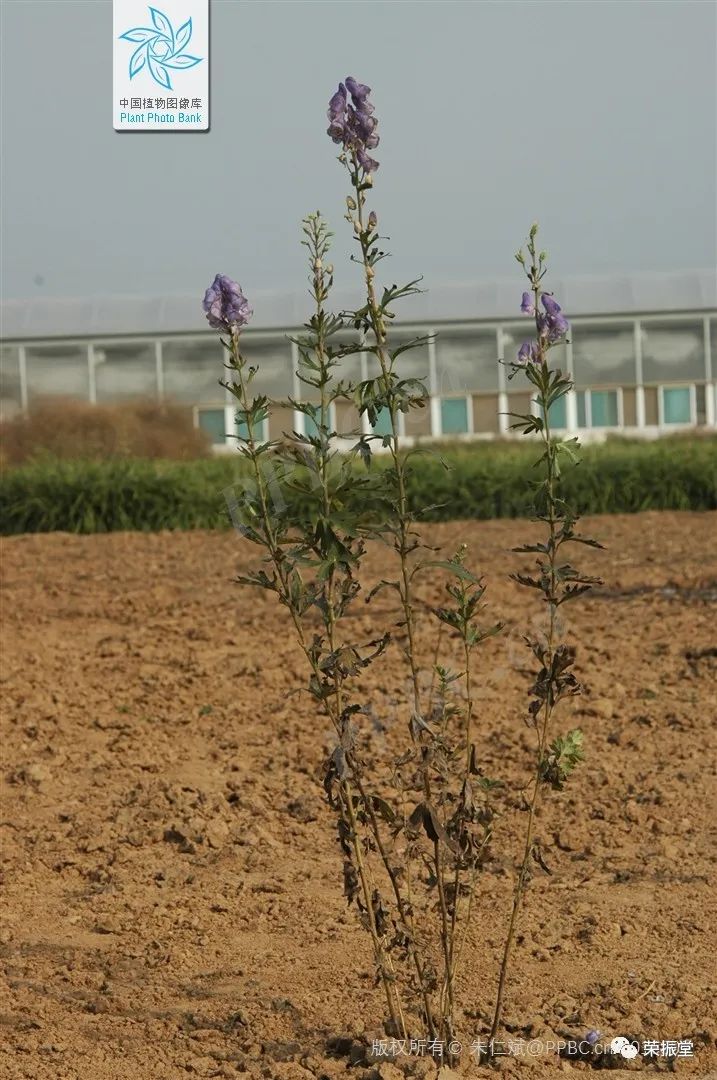 A Detailed Discussion on Chinese Herbal Medicine | Fu Zi (Aconite)