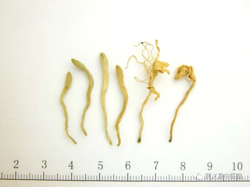 Weekly Herbal Insights: Understanding Honeysuckle in TCM