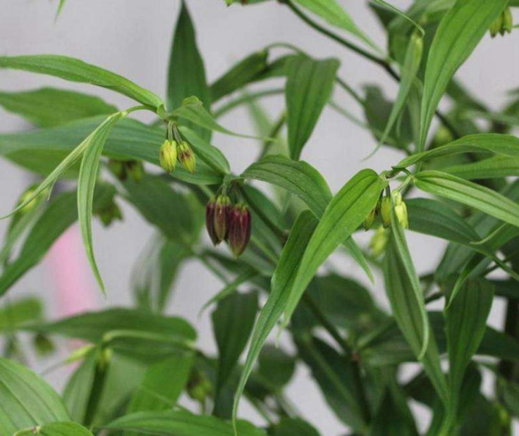 This Herb Can Treat Lower Back Pain, Rheumatic Pain, and Numbness in Hands and Feet