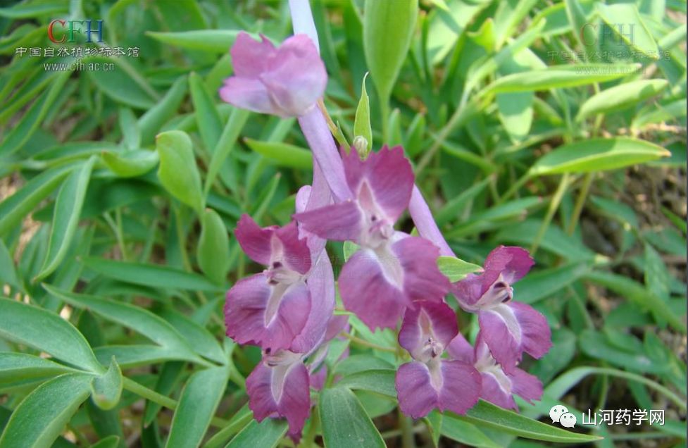 Bencao Gangmu: Yán Hú Suǒ (Corydalis Yanhusuo)