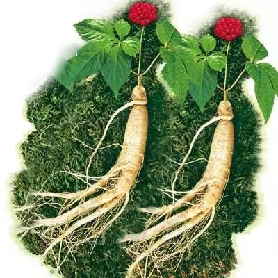 The Efficacy and Consumption Methods of Ginseng