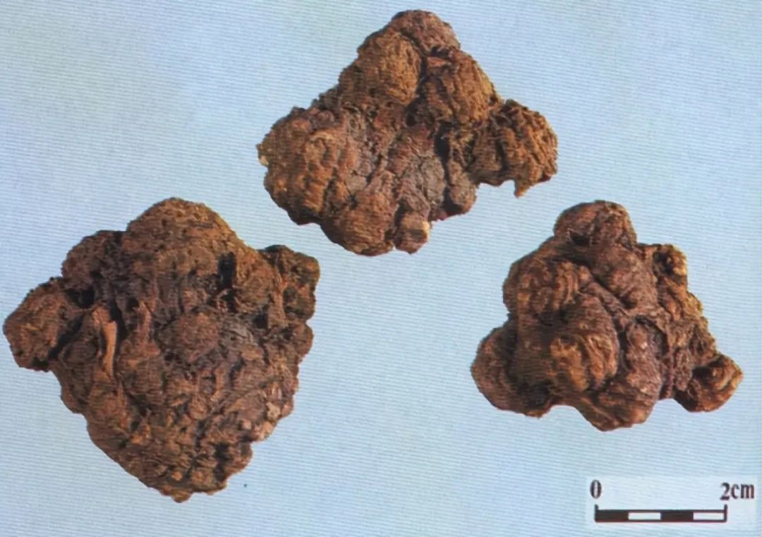 Identification of the Chinese Herbal Medicine Chuanxiong