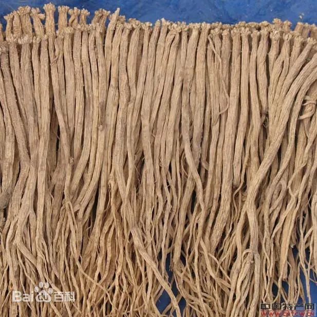 Understanding Chinese Herbs: Codonopsis (Dang Shen)