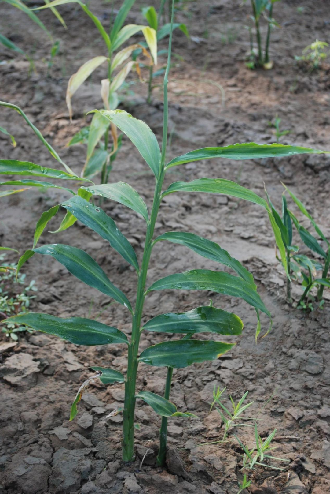 Weekly Herb | Do You Really Understand Dried Ginger? Learn with Jinan Ethnic Hospital