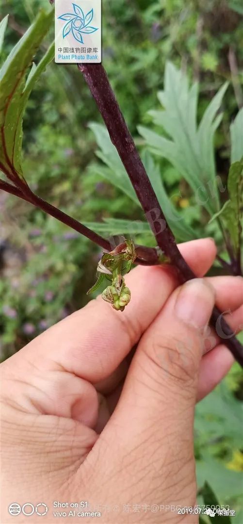 A Detailed Discussion on Chinese Herbal Medicine | Fu Zi (Aconite)