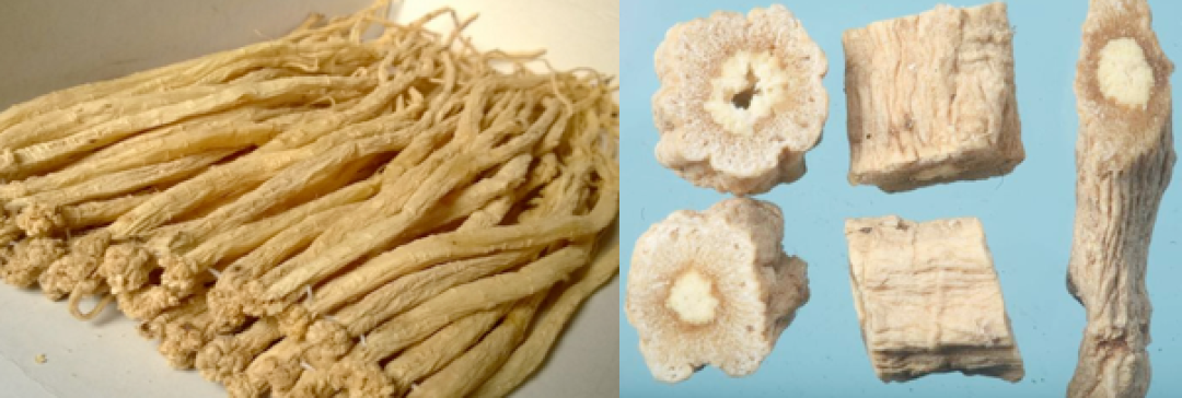 Understanding Codonopsis: A Comprehensive Guide to Dang Shen