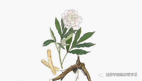 Understanding Bai Shao (White Peony) in Traditional Chinese Medicine