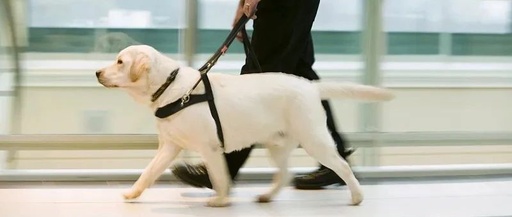 Guide Dogs: Leading the Way to an 'Accessible' Civilization