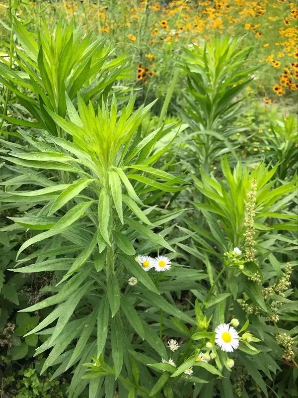 Folk Herbs: Small Flying Sedge