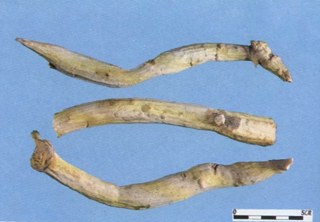 Identification of the Chinese Medicinal Herb Bai Shao (White Peony)