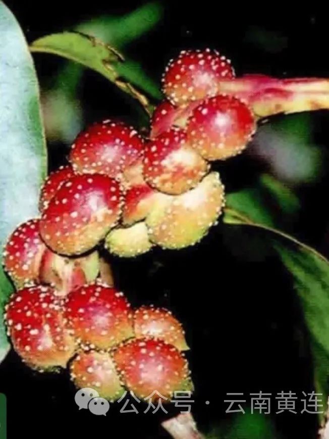 Yunnan Huanglian Mountain: Sowing Hope on Arbor Day