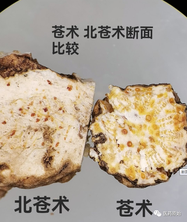 Identifying Atractylodes