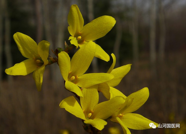Traditional Chinese Medicine: Forsythia (Lián Qiáo)