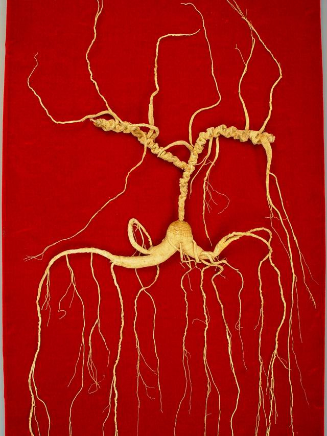 Daily Herb 31: Ginseng - How to Choose and Distinguish Wild Ginseng?