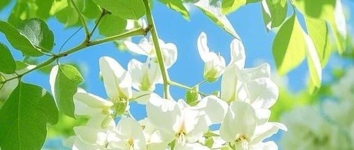 The Qi-Boosting Power of Astragalus (Huang Qi)