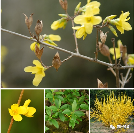 Traditional Chinese Medicine - Forsythiae Fructus (Lianqiao)