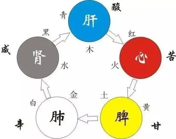 A Detailed Explanation of the Interrelationships of the Five Organs and Six Bowels in Traditional Chinese Medicine