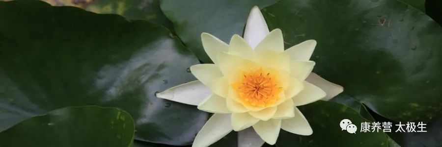 The Historical Transmission of the Huangdi Neijing
