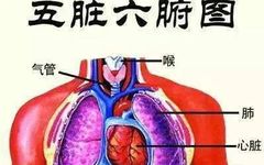 The Relationship Between the Five Organs, Six Bowels, and Twelve Meridians