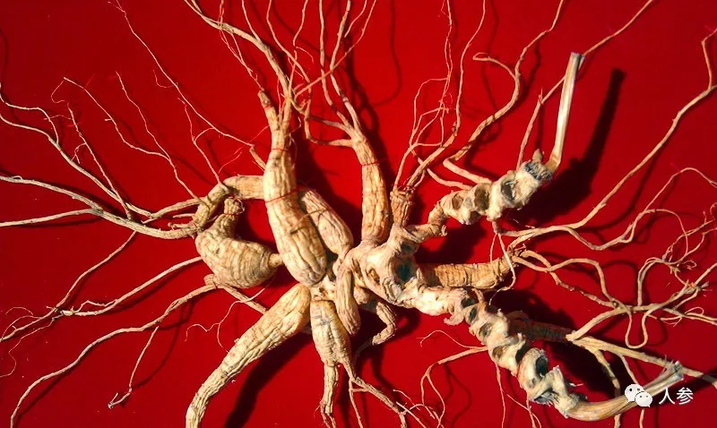 Exploring the Secrets of Ginseng: The Fusion of Tradition and Modern Science
