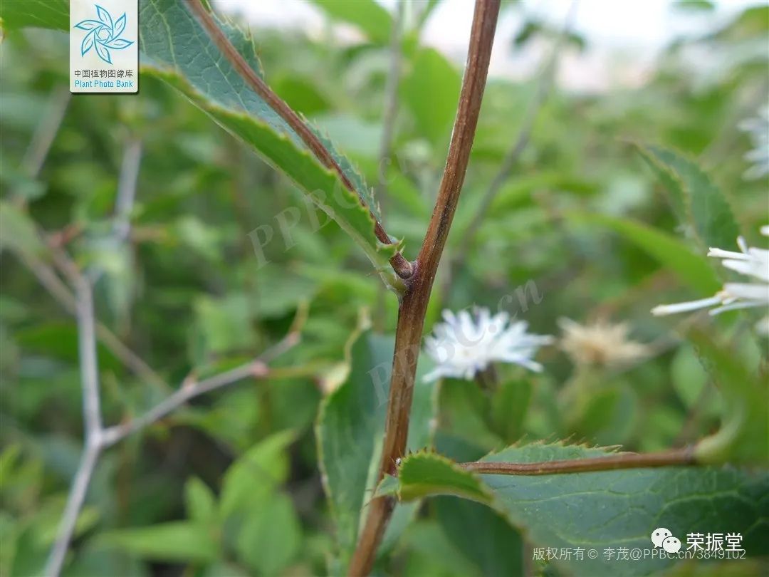 A Detailed Discussion on Traditional Chinese Medicine: Cang Zhu (Atractylodes)